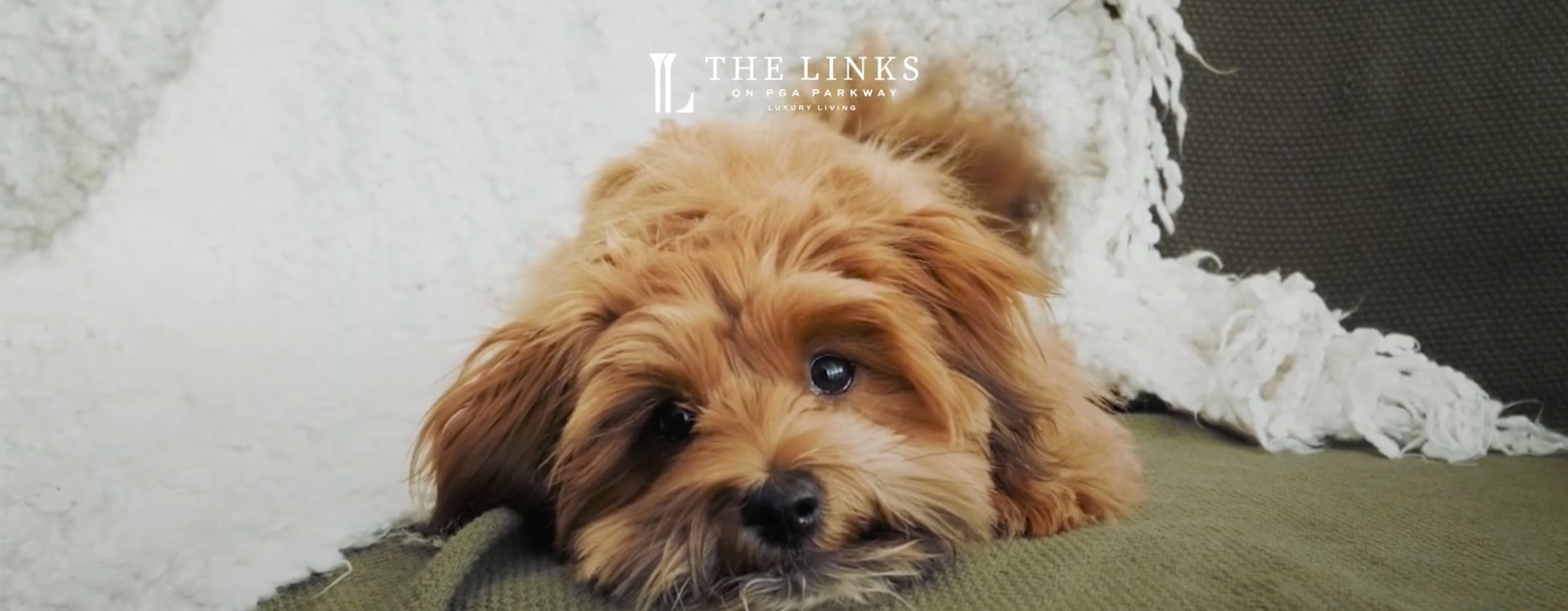 The Links on PGA Parkway — pet-friendly lifestyle frame